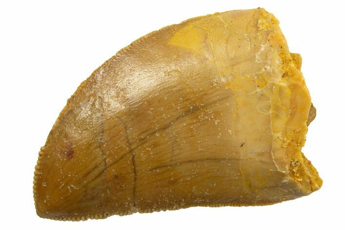Serrated, Juvenile Carcharodontosaurus Tooth - Morocco #329863